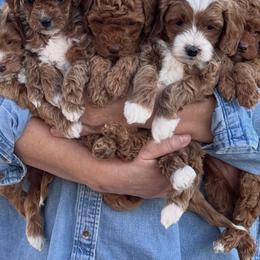 Goldendoodle Puppies from GAMMIE’S DOODLES