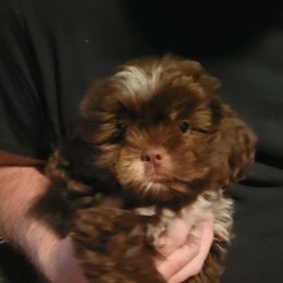 Boy 2 - Liver Shih Tzu puppy in Wooster, Ohio from Mending Hearts Shih Tzu's