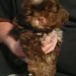Boy 2 - Liver Shih Tzu puppy in Wooster, Ohio from Mending Hearts Shih Tzu's