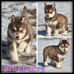 Blueberry - Red and white female Siberian Husky puppy in Wheeler, Michigan from Haase Family Kennels