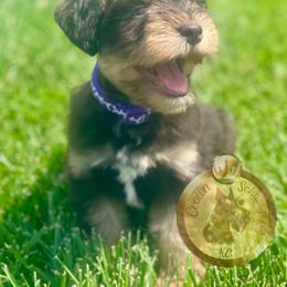 Miniature Schnauzer Puppies from Crown Schnauzers KC