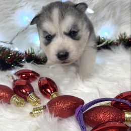 Jolly - Black and white male Siberian Husky puppy in Vail, Iowa from Homegrown Huskies