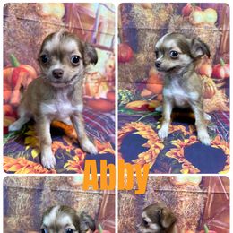 Abby - Chocolate sabled fawn female Chihuahua puppy in Palmyra, Indiana from Country Star Chihuahuas