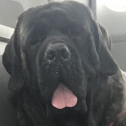 Jojo - Mastiff