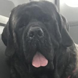 Jojo - Mastiff