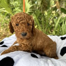 White Collar - Apricot female Goldendoodle puppy in Cocoa, Florida from Leopard n Lace Doodles