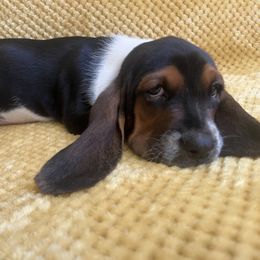 Basset Hound Puppies from Hudson's Hounds