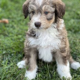 Aussiedoodle Puppies from A Dose Of Doodle