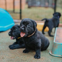 Labrador Retriever Puppies from Barefoot Kennels, LLC