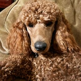 Eowyn - Poodle