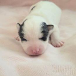 Magenta Girl - Black and white female Pomsky puppy in Kennewick, Washington from Nebula Ranch Pomskies