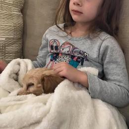 Goldendoodle Puppies from Timberland Falls Goldendoodles