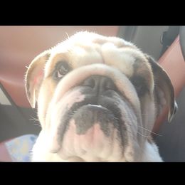 Charito - Bulldog
