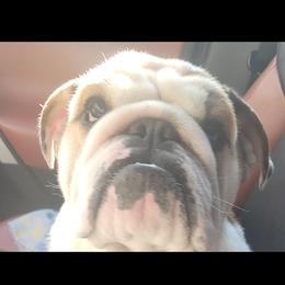Charito - Bulldog