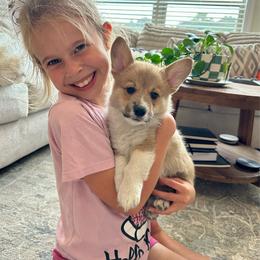 Winston (Winnie) - Sable male Pembroke Welsh Corgi puppy in Urbana, Ohio from Edgewood Farm and Kennel