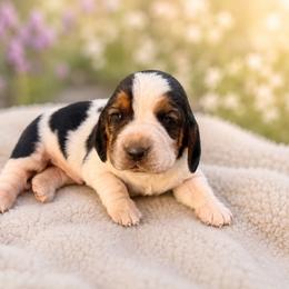 Encore - Black white and tan male Basset Hound puppy in Inman, Nebraska from Sandhill Hounds of Nebraska