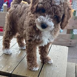 Taffy - Apricot female Poodle puppy in Salem, Missouri from Meadowbrook Poodles