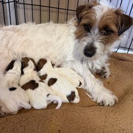 Russell Terrier puppies from ZimBogWay Acres