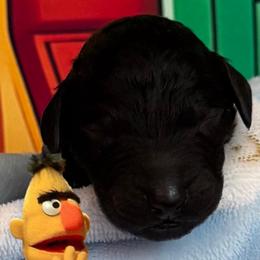 BERT - Black male Poodle puppy in Thornton, Colorado from Shandy Poodle
