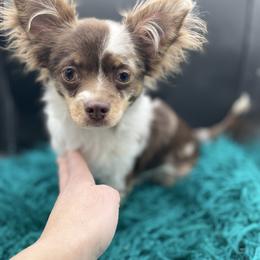 Stoltz - Chihuahua
