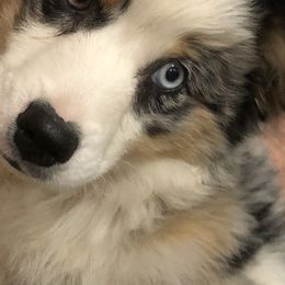 Miniature Australian Shepherd All Grown Up from Little Woods