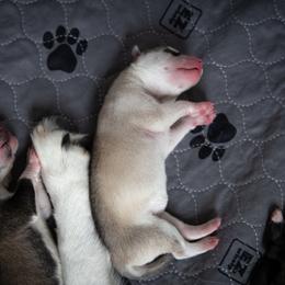 Siberian Husky Puppies from Ivie Huskies