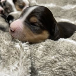 Miniature Australian Shepherd Puppies from Integrity Aussies