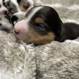 Miniature Australian Shepherd Puppies from Integrity Aussies
