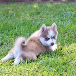 Gator - Lavender male Pomsky puppy in Denham Springs, Louisiana from Bayouland Pomskies