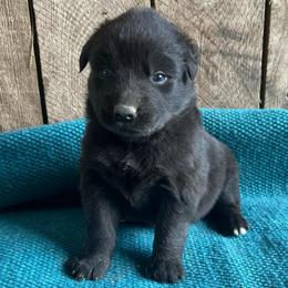 Ebony - Black male Australian Shepherd puppy in Whitwell, Tennessee from Owl Hollow Farm