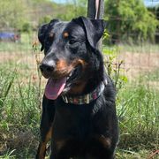 Ourazi - Beauceron