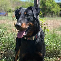 Ourazi - Beauceron