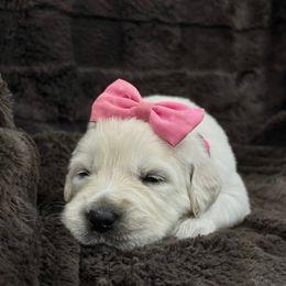 Rory - Light golden female Golden Retriever puppy in North Highlands, California from The Purrfectpups