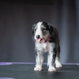 Alma - Black and brindle female Silken Windhound puppy in Michigan from Regalant Silken Windhounds