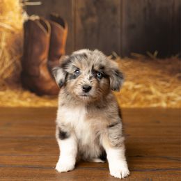 Walker - Blue merle male Australian Shepherd puppy in Kathleen, Georgia from CM Farm