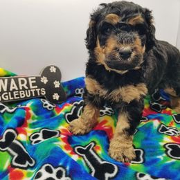 Bernedoodle Puppies from Rose River Farms