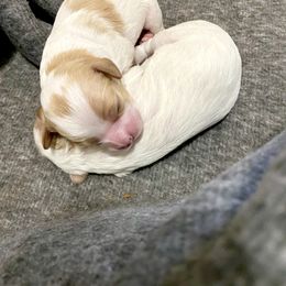 Bernedoodle and Cavapoo Puppies from Sugar Doodles Pups