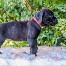 Pink collar - Black brindle female Cane Corso puppy in Caliente, California from Rafter Cross 7