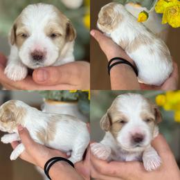 Betty - Parti female Goldendoodle puppy in Yuciapa, California from AlltheDoodlez_