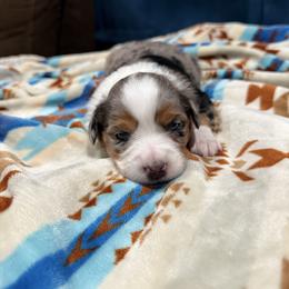 Penny - Blue merle female Miniature Australian Shepherd puppy in Marion, Michigan from Highland Hills Mini Aussies