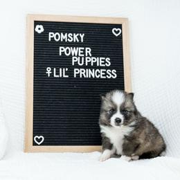 Princess - Wolf sable female Pomsky puppy in Spring City, Pennsylvania from Pomsky Power Puppies