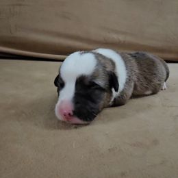 Pembroke Welsh Corgi and Saint Bernard Puppies from Middle Georgia Saints and Corgis