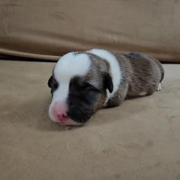 Pembroke Welsh Corgi and Saint Bernard Puppies from Middle Georgia Saints and Corgis