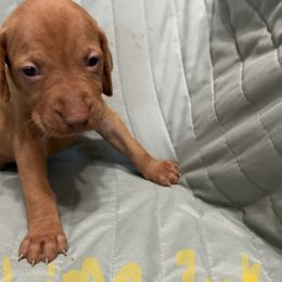 Lime - Golden rust male Vizsla puppy in Sioux County, Iowa from Pheasant Poppers Vizslas