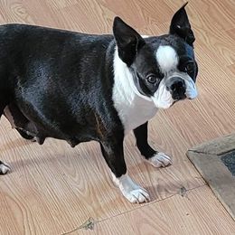 Boston Terrier Puppies from Big Sky Bostons