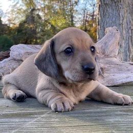 Dachshund Puppies from Jen's Doxie Den