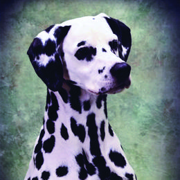 Clare - Dalmatian