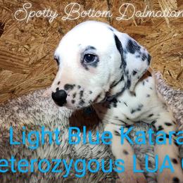 Dalmatian Puppies from Spotty Bottom Dalmatians