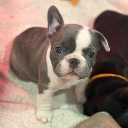 Marilyn Monroe - White and brindle female French Bulldog puppy in Washington from Pawcific Coast Bullies