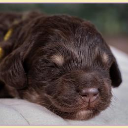 Mashey - Phantom female Bernedoodle puppy in Connersville, Indiana from Deaz Doodle Ranch